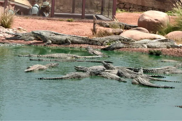 Crocoparc Agadir